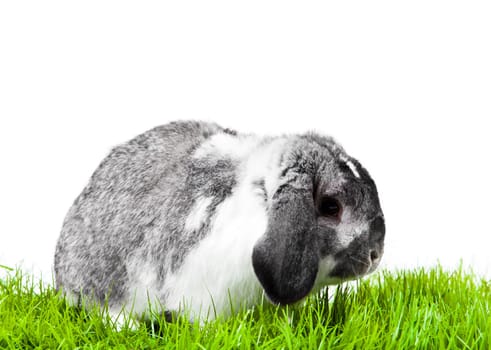 Adorable rabbit isolated on a white background. French Lop rabbit.