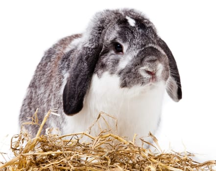 Adorable rabbit isolated on a white background. French Lop rabbit.