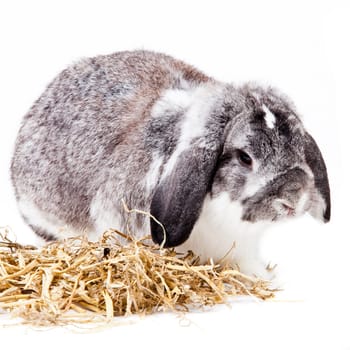 Adorable rabbit isolated on a white background. French Lop rabbit.