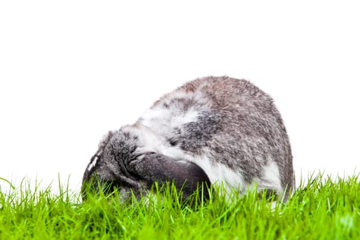 Adorable rabbit isolated on a white background. French Lop rabbit.