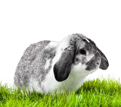 Adorable rabbit isolated on a white background. French Lop rabbit.