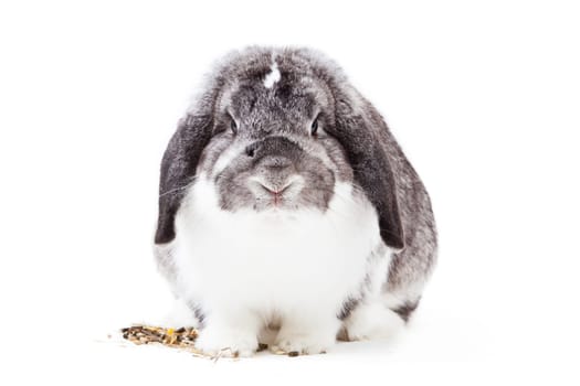 Adorable rabbit isolated on a white background. French Lop rabbit.
