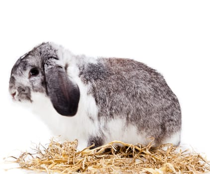 Adorable rabbit isolated on a white background. French Lop rabbit.