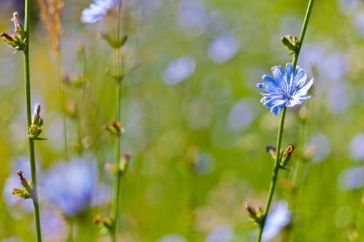 the beautiful bluethe beautiful blue flowers background for design flowers background for design