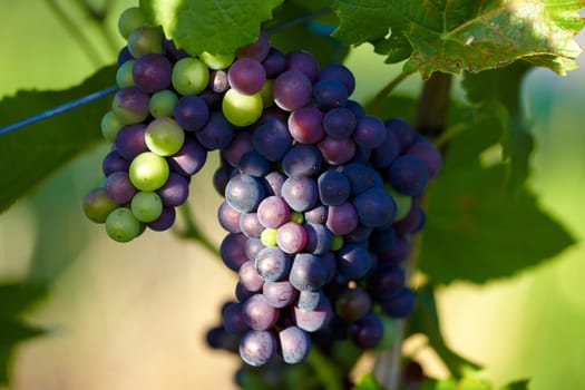 Ripe grapes on the vine shortly before harvest