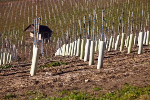 Newly planted vines in winter