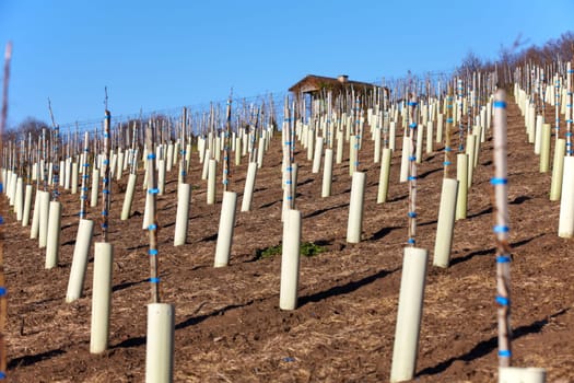 Newly planted vines in winter
