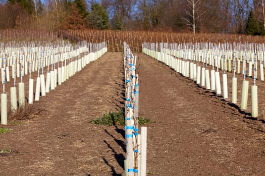 Newly planted vines in winter