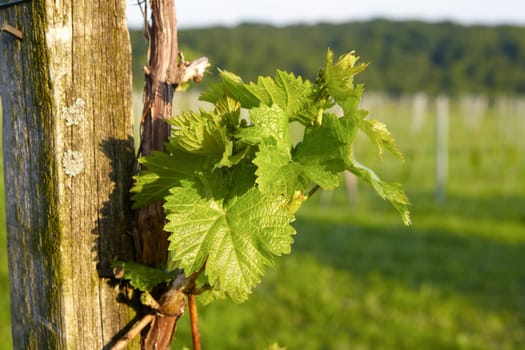 Close-up of a young grapevine in summer