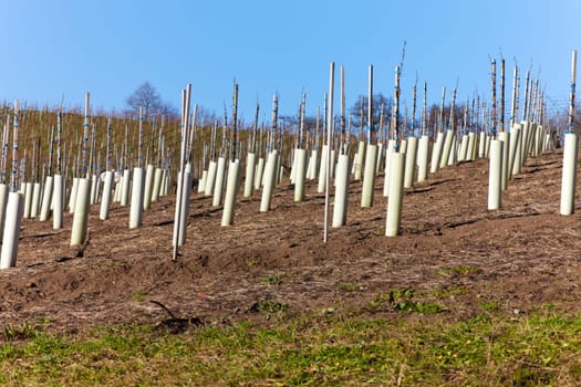Newly planted vines in winter