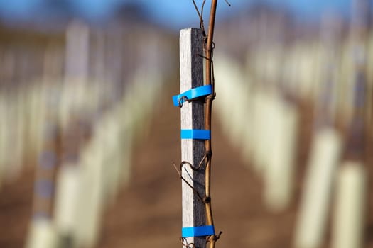 Newly planted vines in winter