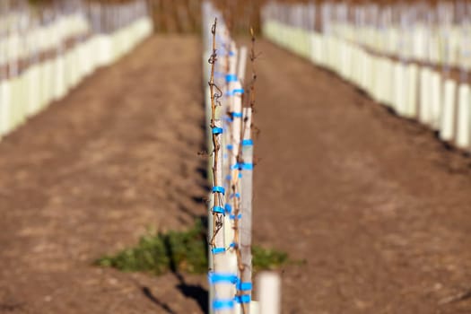 Newly planted vines in winter