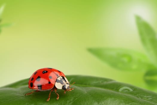 Ladybug on a leaf against a green backdrop.