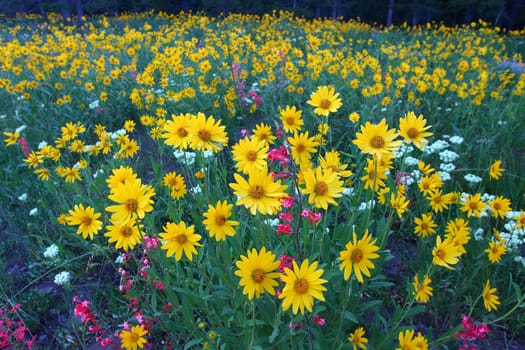 Bright wildflowers in a meadow of Grand Teton National Park in Wyoming.