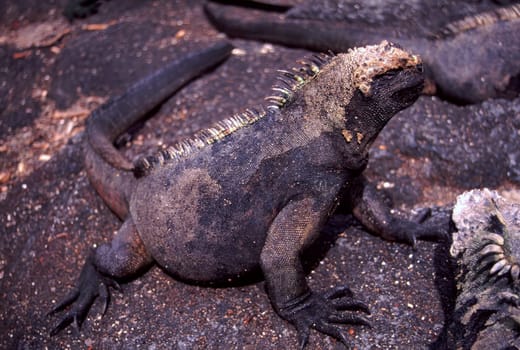 Marine Iguana (Amblyrhynchus cristatus cristatus) sits on the volcanic rock of Fernandina - Galapagos Islands.
