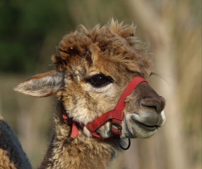 Alpaca