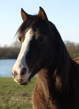 Horse