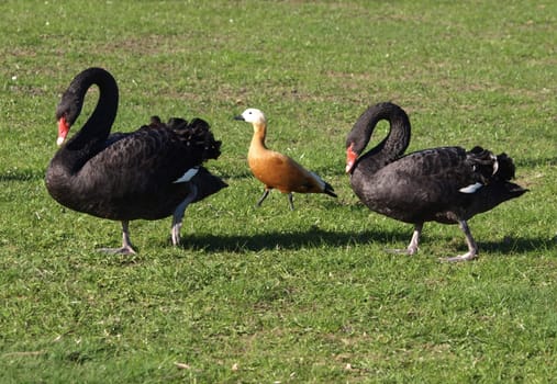 Black Swans + Rusty Goose