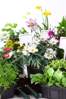Plenty of decorative flowers and vegetable ready for planting