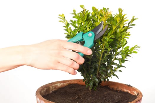 Female hand cutting a boxwood with pruning shears