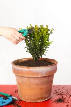 Female hand cutting a boxwood with pruning shears
