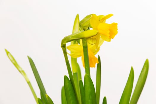 Yellow daffodils on white background