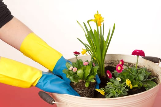 Female hands planting spring bloomers
