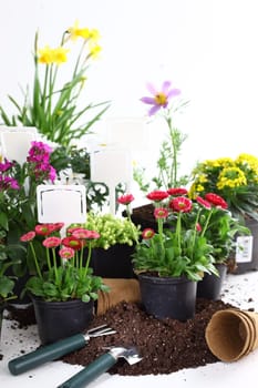 Plenty of decorative flowers and vegetable ready for planting