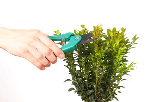 Female hand cutting a boxwood with pruning shears