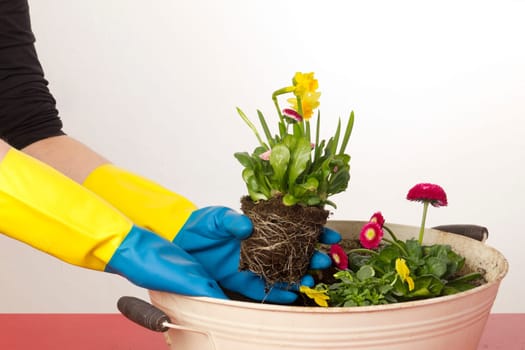 Female hands planting spring bloomers