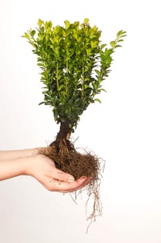 Female hands holding a boxwood