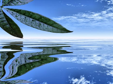 leaf and water