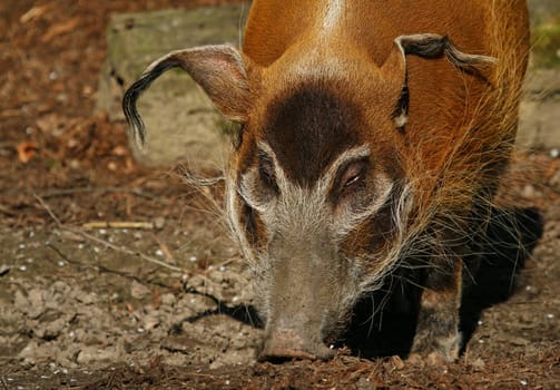 Brush-eared pig
