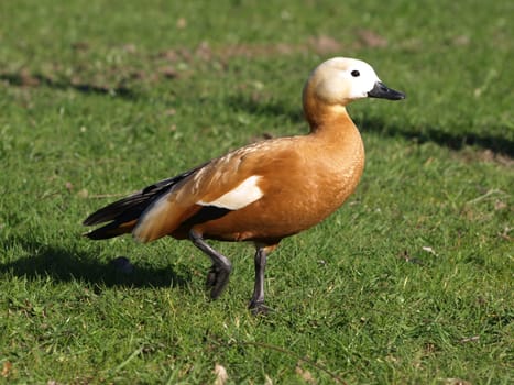 Ruddy shelduck