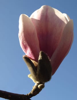Magnolia