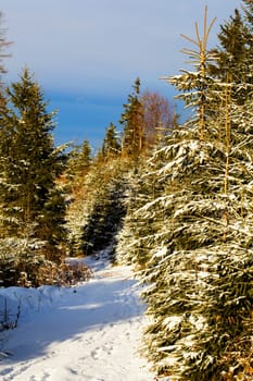 An image of winter mountains with green furtrees