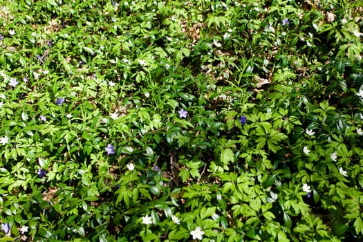 White and blue anemones carpet in a forest