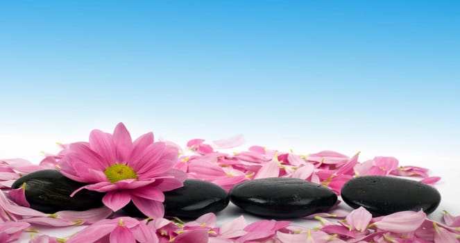 An image of row of stones with flower in water