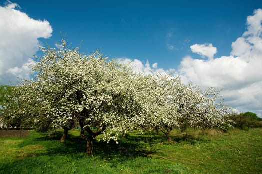 Apple tree in blossom by springtime on the cloudy blue sky background