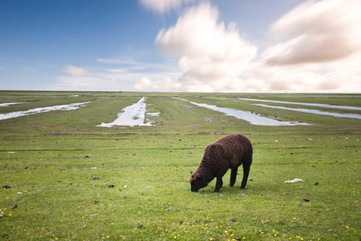 black sheep