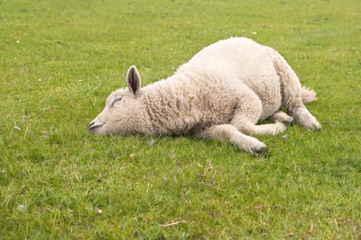 Sheep