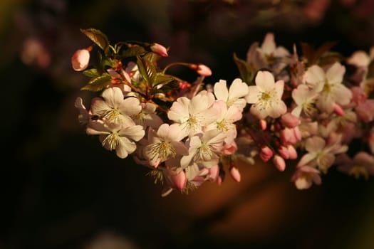Tree Blossom Branch