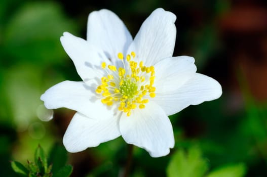 Bush anemones in a macro shot
