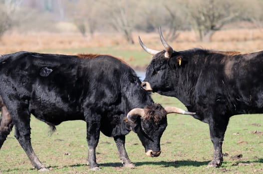 Heck cattle