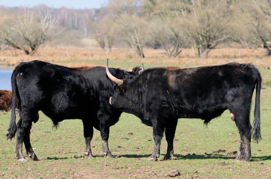 Heck cattle