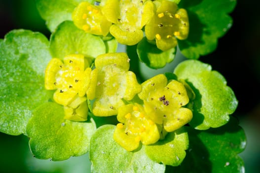 Change-leaved spleenwort - Chrysosplendium alternifolium - macro image