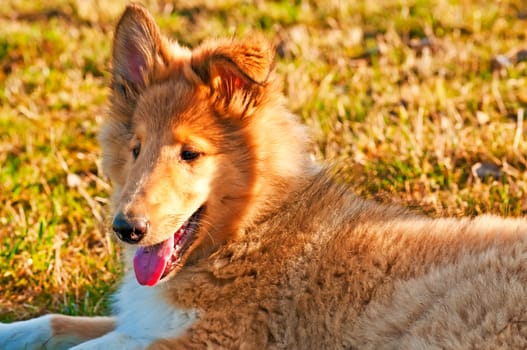 Collie puppy