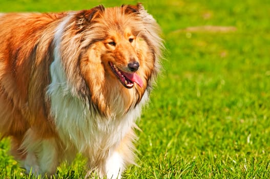 Collie
