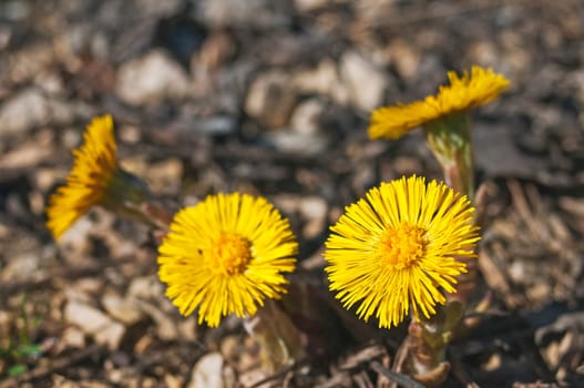 Coltsfoot,Tussilago farfara