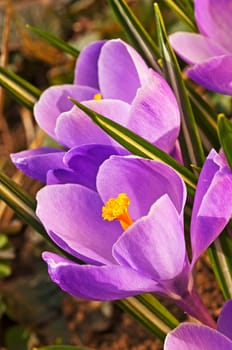 Crocus